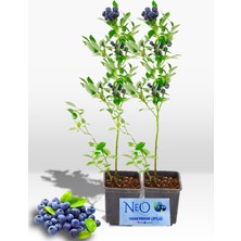 Neo Yaşam Meyveli Yaban Mersini (Blueberry) Fidan