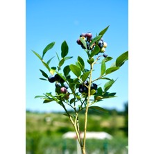 Neo Yaşam Meyveli Yaban Mersini (Blueberry) Fidan