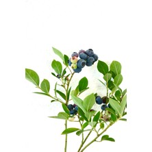 Neo Yaşam Meyveli Yaban Mersini (Blueberry) Fidan