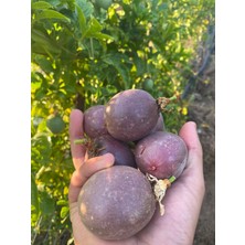 MKS Pasiflora Çarkıfelek Meyvesi