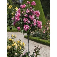 Fidanistanbul Baston Gül Fidanı Promosyon Rosa Alberello 120 Cm, Saksıda