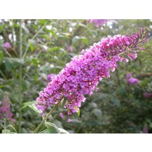 Fidanistanbul Kelebek Çalısı Promosyon Buddleja Davidii, Saksıda Dekoratif, Herdem Yeşil