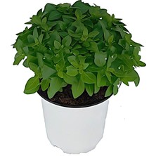 Bitkim Sende Saksılı Yoğun Kokulu Fesleğen Çiçeği Fidanı 10-20 cm Basil Flower