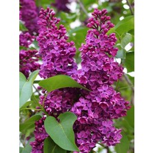 Bitkim Sende Mor Renkli Leylak Ağacı Fidanı 1 ADET Saksılı 30-60Cm