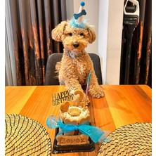 Patisserie Store Köpekler Için Doğum Günü/ Parti Şapkası Mavi Beyaz Kukuleta