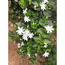 Bitkim Sende Kokulu Ful Yasemin Çiçeği Fidanı 1 ADET Saksılı 60-80 cm