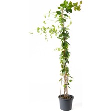 Bitkim Sende Sarı Beyaz Hanımeli Çiçeği Fidanı 50-8CM