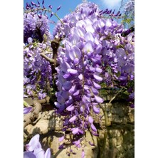 Bitkim Sende Kokulu Sarmaşık Mor Salkım Ağacı Fidanı  50-60CM