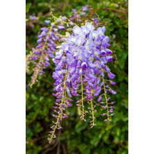 Bitkim Sende  Mor Salkım Çiçeği Fidanı 40-80CM Saksılı Dış Mekan Bitkisi