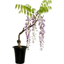 Bitkim Sende Wisteria Sinensis Kokulu Çin Morsalkım Mor Salkım Fidanı 20-40 cm