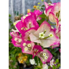 Bitkim Sende Çift Renk Begonvil Çiçeği Fidanı 50-80CM