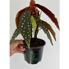 Garden Box Çilli Begonya Çiçeği Dolgun Formlu Beyaz Çiçekli 1 Adet Saksılı 30-40CM