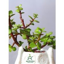 Garden Box Şans Yeşim Çiçeği 8,5 Saksıda 1 Adet Canlı Bitki 10-15CM