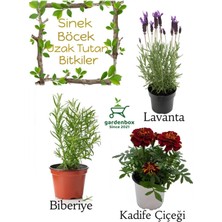Garden Box Sinek Böcek Kovucu Bitki Seti Lavanta+Biberiye+Çıtır Kadife Çiçeği 10-20CM Boylarında