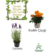 Garden Box Sinek Böcek Kovucu Bitki Seti Lavanta+Turuncu Çıtır Kadife Çiçeği 10-20CM Boylarında