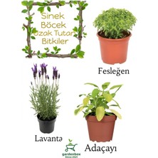 Garden Box Sinek Böcek Kovucu Bitki Seti Lavanta+Fesleğen+Adaçayı Bitkisi 10-20CM Boylarında