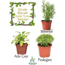 Garden Box Sinek Böcek Kovucu Bitki Seti Biberiye+Fesleğen+Adaçayı Bitksi 10-20CM Boylarında