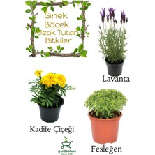 Garden Box Sinek Böcek Kovucu Bitki Seti Lavanta+Fesleğen+Sarı Kadife Çiçeği 10-20CM Boylarında