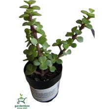 Garden Box Para Yeşim Çiçeği 1 Adet Sukulent Dekoratif Bitki 10-15CM(CRASSULA)