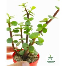 Garden Box Masa Ofis Çiçeği 1 Adet Saksılı Yeşim Çiçeği 10-15CM