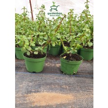 Garden Box Dekoratif Canlı Bitki Yeşim Çiçeği 8.5 Saksıda 1 Adet 10-15CM