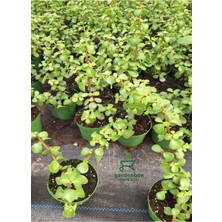 Garden Box Masa Ofis Çiçeği 1 Adet Saksılı Yeşim Çiçeği 10-15CM(CRASSULA)