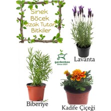 Garden Box Sinek Böcek Kovucu Bitki Seti Lavanta+Biberiye+Çıtır Kadife Çiçeği 10-20CM Boylarında