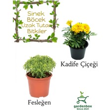 Garden Box Kokulu Sinek Böcek Kovucu Bitki Seti Fesleğen+Sarı Kadife Çiçeği 10-20CM Boylarında