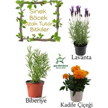 Garden Box Sinek Böcek Kovucu Bitki Seti Lavanta+Biberiye+Turuncu Kadife Çiçeği 10-20CM Boylarında