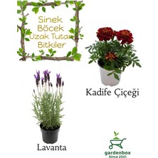 Garden Box Kokulu Sinek Böcek Kovucu Bitki Seti Lavanta+Kadife Çiçeği 10-20CM Boylarında