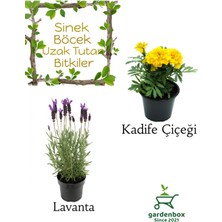 Garden Box Kokulu Sinek Böcek Kovucu Bitki Seti Lavanta+Sarı Kadife Çiçeği 10-20CM Boylarında