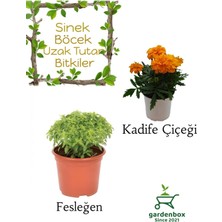 Garden Box Kokulu Sinek Kovucu Bitki Seti Fesleğen+Turuncu Kadife Çiçeği 10-20CM Boylarında