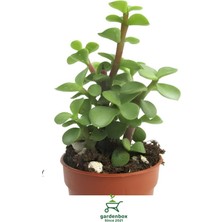 Garden Box Yeşim Çiçeği 8,5 Saksıda 1 Adet 10-15CM(CRASSULA)