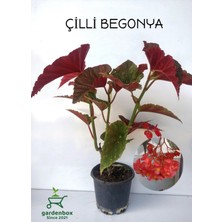 Garden Box Kırmızı Çiçekli Çilli Begonya Çiçeği 1 Adet Saksılı 30-40CM