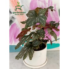 Garden Box Çiçekli Çilli Çınar Begonya Çiçeği 1 Adet Saksılı 30-40CM