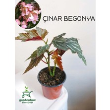 Garden Box Çınar Yapraklı Çilli Begonya Çiçeği 1 Adet Saksılı 20-40CM
