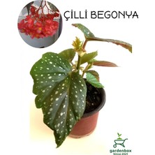 Garden Box Çilli Begonya Çiçeği Dolgun Formlu Kırmızı Çiçekli 1 Adet Saksılı 10-15CM