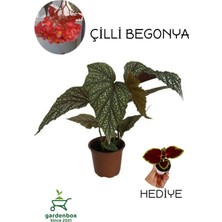 Garden Box Çilli Kırmızı Çiçekli Begonya Çiçeği+Yaprak Güzeli Çiçeği