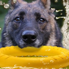 Huoxun Shop A Kırmızı Stil 7cm Köpek Eğitim Halkası Çekiştirme Dayanıklı Isırık Yüzen Oyuncak Yavru Dış Mekan Etkileşimli Oyun Oynama Ürünleri Tedarik Evcil Hayvan Uçan Dm (Yurt Dışından)