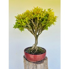 Yalova Bonsai Art Buxus Harlandii Bonsai