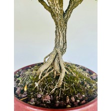 Yalova Bonsai Art Buxus Harlandii Bonsai