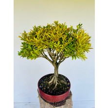 Yalova Bonsai Art Buxus Harlandii Bonsai