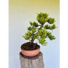 Yalova Bonsai Art Ardıç Bonsai