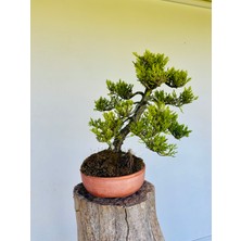 Yalova Bonsai Art Ardıç Bonsai