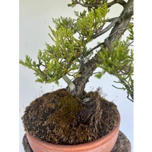 Yalova Bonsai Art Ardıç Bonsai