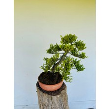 Yalova Bonsai Art Ardıç Bonsai