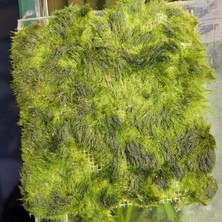 Atakan Petshop Marimo Moss Carpet 10X10 Canlı Bitki