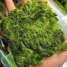 Atakan Petshop Marimo Moss Carpet 10X10 Canlı Bitki