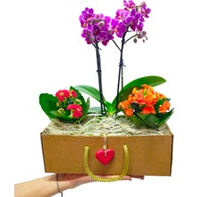 Çiçek Seli Hediye Kutusunda Mini Orkide ve Kalanchoe Set & Ic Mekan Bitkileri Salon Bitkisi Hediye Dekor