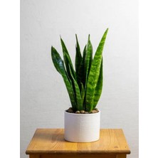 Bitkim Sende Yeşil Kılıç Bitkisi 1 ADET Saksıda Çok Köklü 20-40Cm